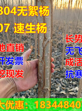 白杨树苗107速生杨3804无絮杨中华红叶杨杨树苗绿化苗木防沙造林