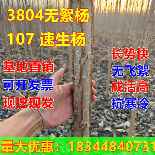 白杨树苗107速生杨3804无絮杨中华红叶杨杨树苗绿化苗木防沙造林