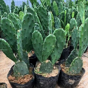 多肉绿植盆栽仙人掌耐寒植物室内客厅阳台摆放庭院种植花卉