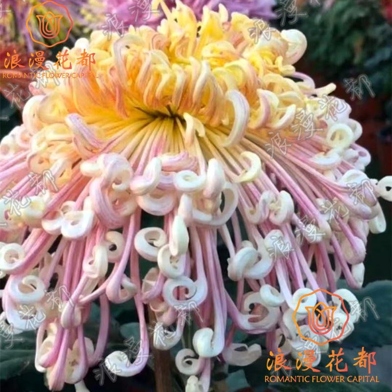 【大花夜明珠】秋季大菊花苗盆栽带花苞耐寒庭院阳台好养花卉