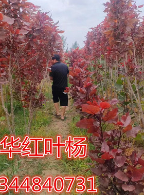 中华红叶杨园林绿化苗木3804白杨树苗107速生杨树苗植树造林白杨