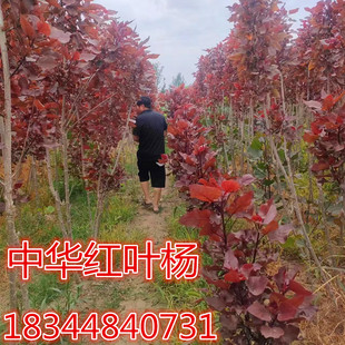 中华红叶杨园林绿化苗木3804白杨树苗107速生杨树苗植树造林白杨