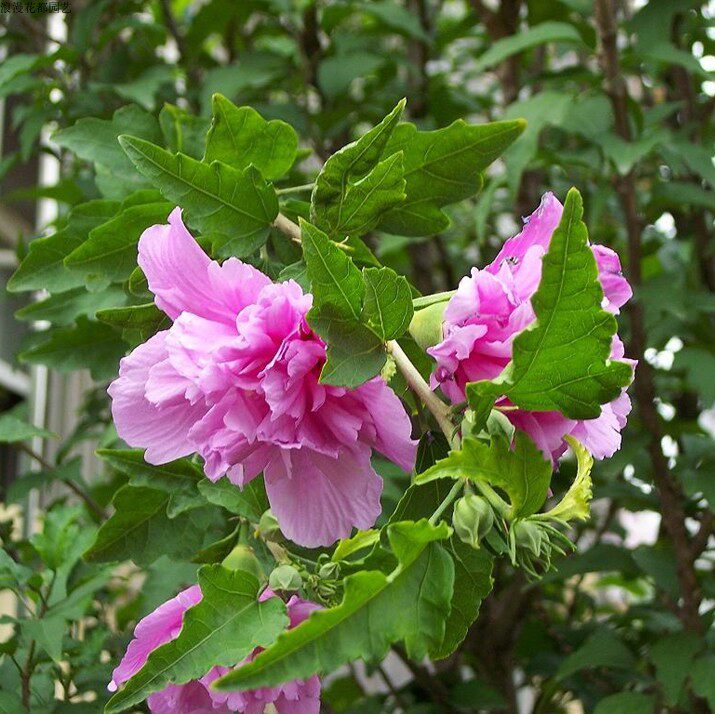 绿化苗庭院植物木槿花苗木槿树苗多花盆栽木槿绿化工程篱笆苗