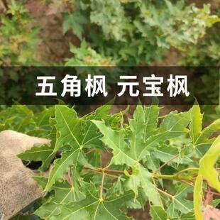五角枫树苗元宝枫红枫荒山绿化耐寒观赏落叶庭院种植现挖现发包邮