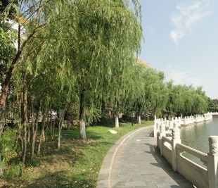 垂柳树苗青皮柳金丝柳黄金柳速生柳树苗庭院道路占地工程绿化苗木