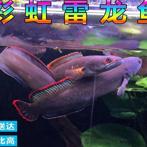 彩虹雷龙鱼观赏鱼紫红色大型