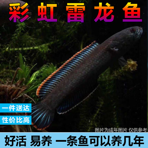 雷龙鱼