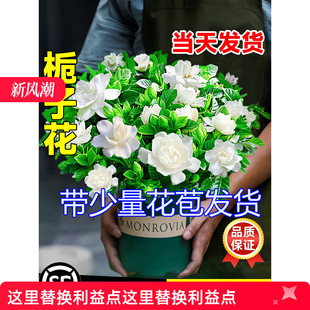 栀子花盆栽四季开花卉大全树苗室内绿植好养易活适合的懒人茉莉花