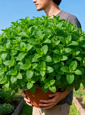 【特级】薄荷盆栽新鲜可食用蛋糕甜点点缀壮实办公室植物驱蚊好养