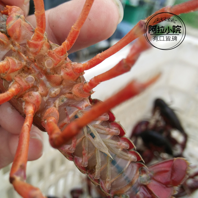 【阿拉小院】清水鲜活小龙虾 活小龙虾 大小每只约7-9钱 三斤起拍