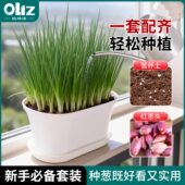 欧林泽葱种植盆栽套装 家用阳台种菜盆含土红葱头大蒜发芽神器