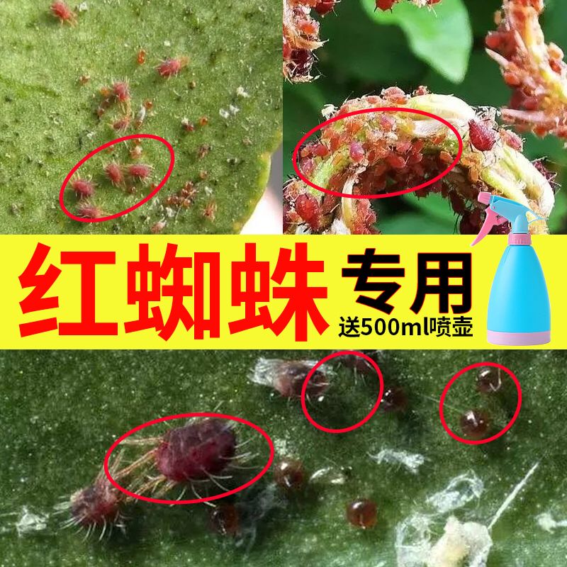 红蜘蛛药月季花卉植物除螨杀虫剂