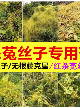 专杀菟丝子无根藤黄丝藤