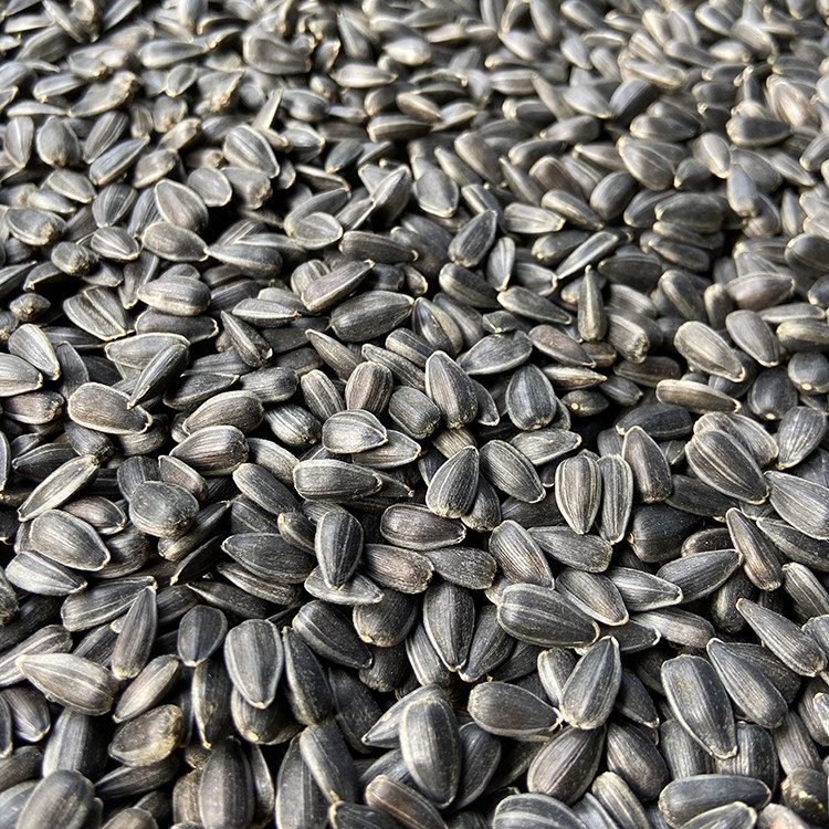黑珍珠小瓜子 油葵籽 小黑瓜子 鹦鹉鸟食仓鼠零食鸟粮 包邮5斤