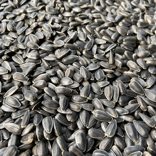 黑珍珠小瓜子 油葵籽 小黑瓜子 鹦鹉鸟食仓鼠零食鸟粮 包邮5斤