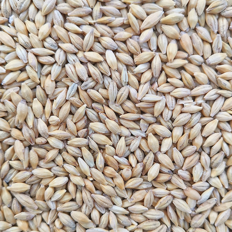 大麦 鸟食饲料 大中型鹦鹉 仓鼠 鸽子粮食 带壳大麦 一件=5斤包邮