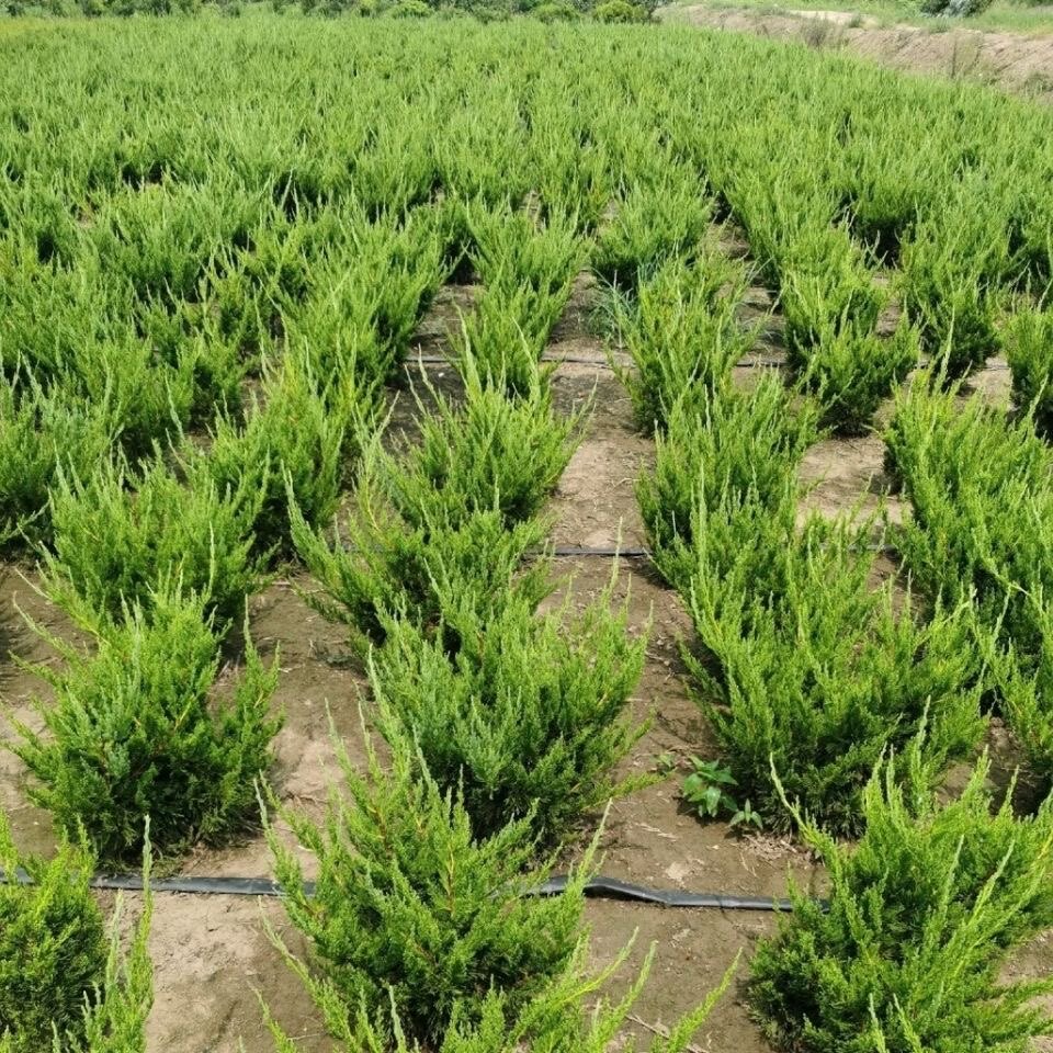 小龙柏苗 嫁接龙柏树苗 球状型 四季常青北方绿化带绿篱耐寒植物
