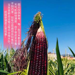 梅州蕉岭新鲜现摘带皮黑玉米黑糯紫玉米苞栗非转基因5斤顺丰包邮