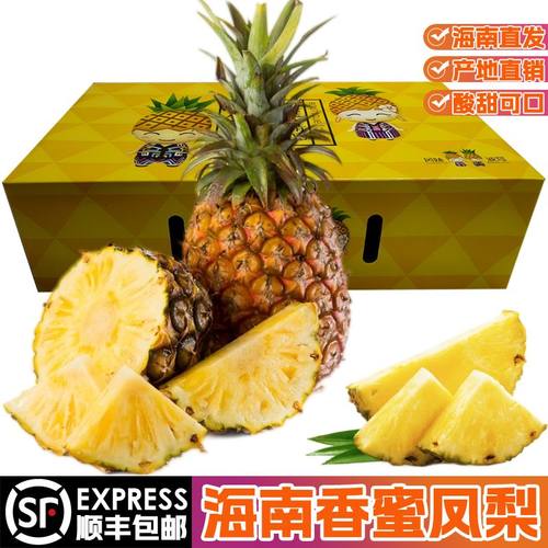 海南金钻凤梨大果树上熟手撕菠萝