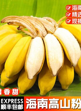 海南本地新鲜小香蕉软糯香甜粉蕉