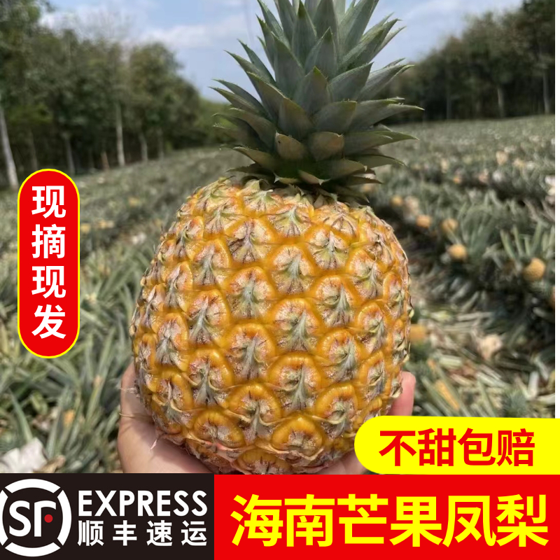 海南芒果凤梨台农23号树上熟脆甜多汁当季新鲜水果礼盒装顺丰包邮