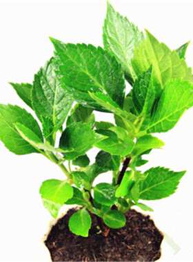 魔幻绣球花苗无尽夏八仙花花卉绿植盆栽植物大花绣球苗地栽紫阳花