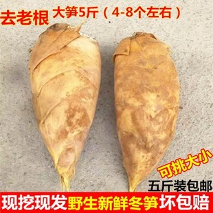 [现挖现卖]2025大冬笋嫩笋竹笋黄泥笋尖野生新鲜蔬菜特产5斤包邮