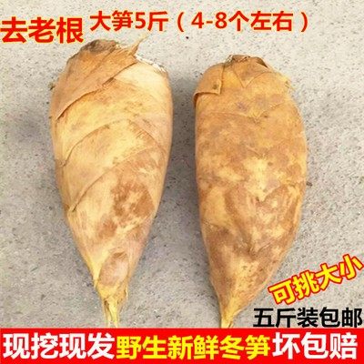 [现挖现卖]2025大冬笋嫩笋竹笋黄泥笋尖野生新鲜蔬菜特产5斤包邮