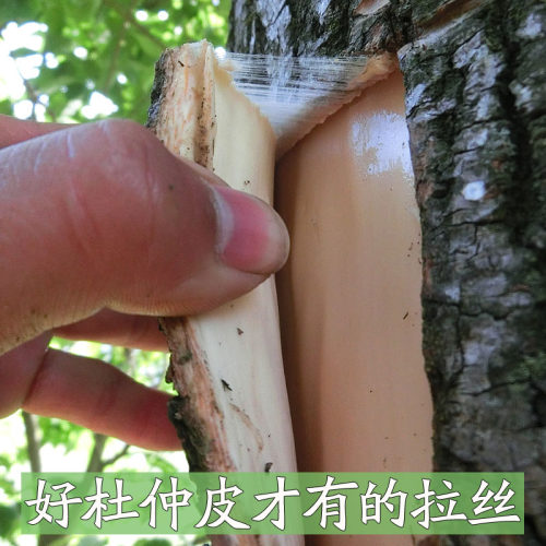 新鲜现剥现发杜仲湿皮秦岭老树厚皮 新货30年以上树龄500g包邮