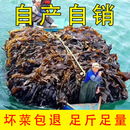 霞浦特级新货特级整条海带干货