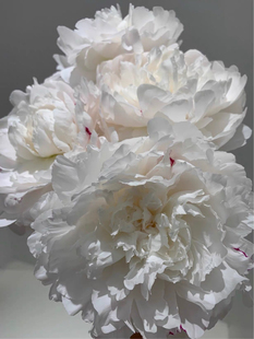 杨妃出浴 山东精品白色系品种芍药种苗花苗裸根带防伪吊牌发货
