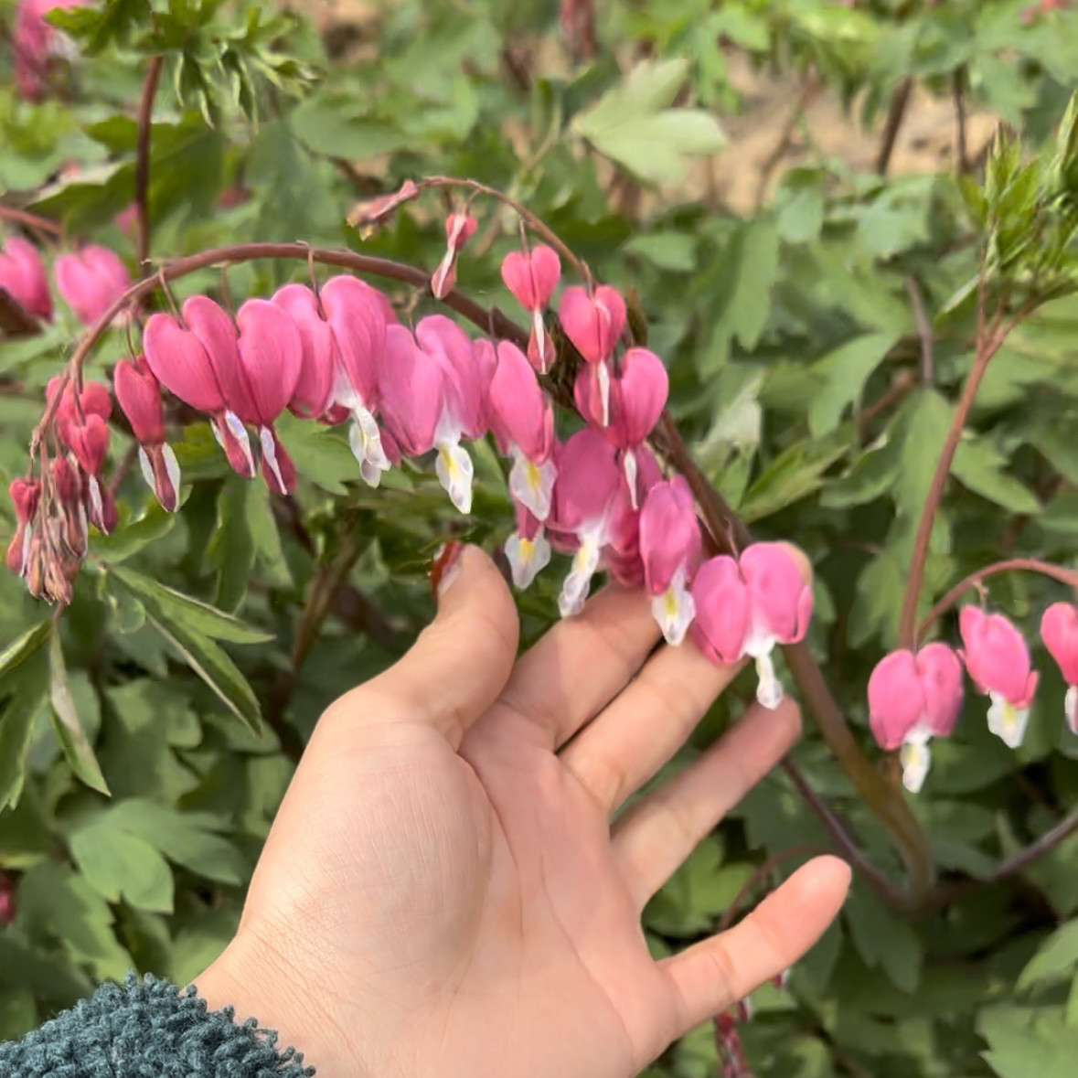 荷包牡丹 花苗   种苗，秋天牡丹/芍药