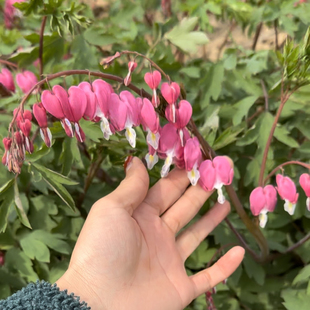 荷包牡丹花苗 种苗  带盆带土发货现货直发