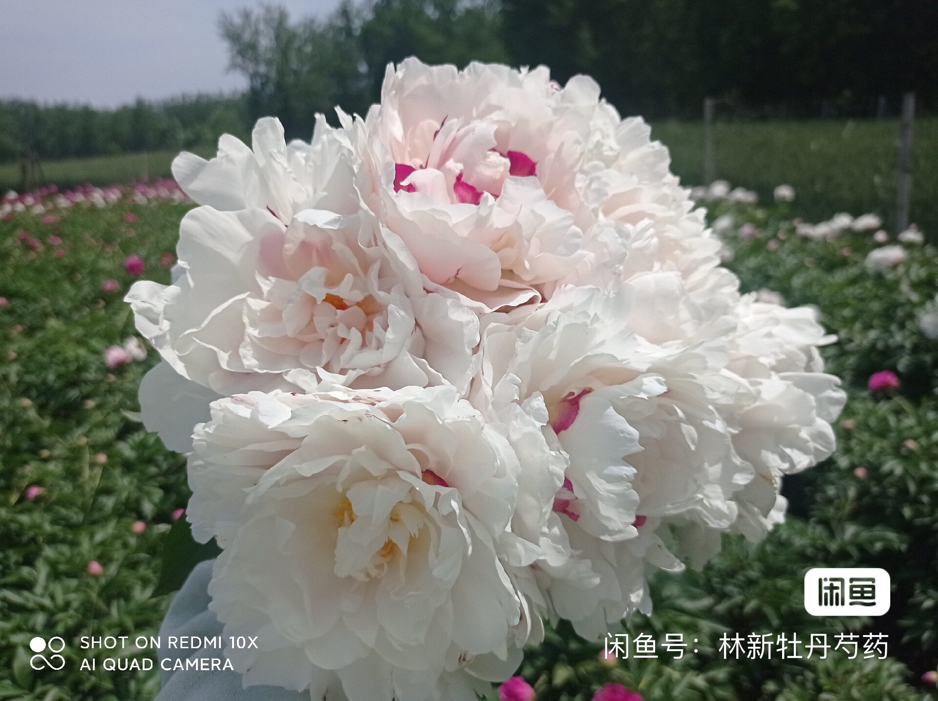 雪原红星 芍药种苗花苗地栽盆栽庭院种植裸根带防伪吊牌对版 发货图片