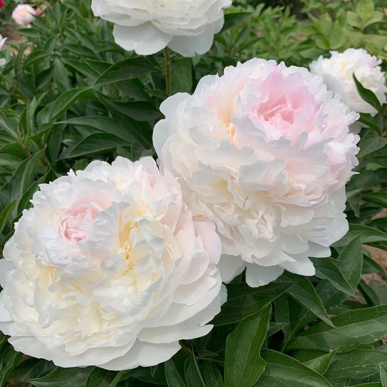 羞涩女王 进口芍药种苗花苗 裸牡丹/芍药