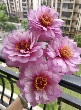 初心 伊藤系列牡丹和芍药杂交品种 裸根，带防伪吊牌，对版发货。