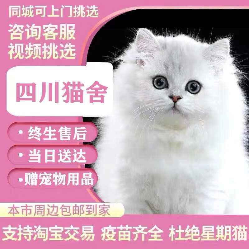 【四川猫舍】纯种金吉拉幼猫曼基