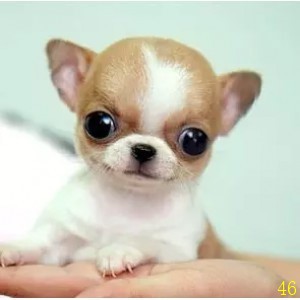 烟台吉娃娃幼犬纯种袖珍吉娃娃犬