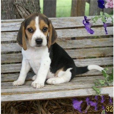 芜湖比格犬幼犬比格猎兔犬米格鲁
