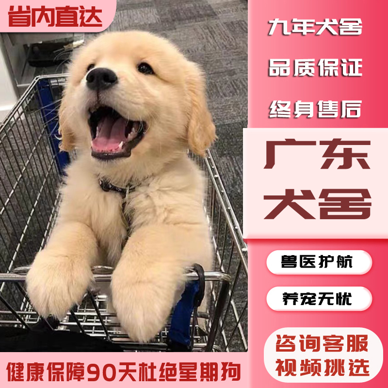 【广东犬舍】金毛幼犬赛级纯种宠