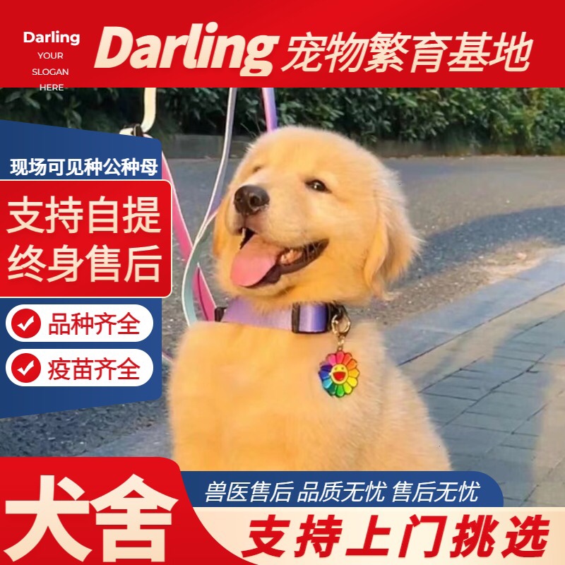 【宁波犬舍】纯种金毛幼犬家庭宠