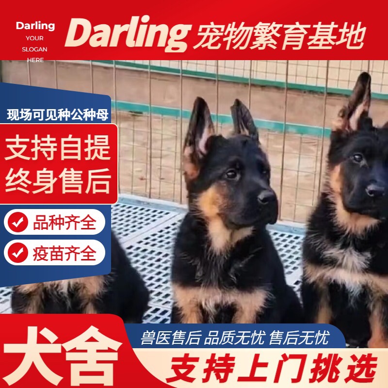 【昆明犬舍】纯种德牧幼犬赛级德