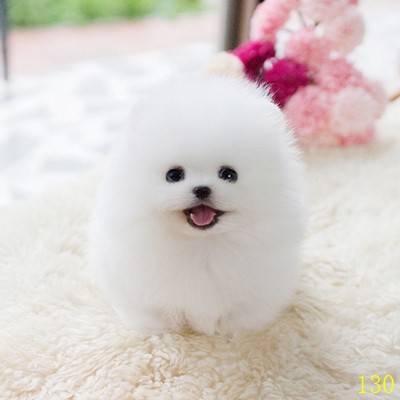 三亚纯种白博美幼犬茶杯犬小型可