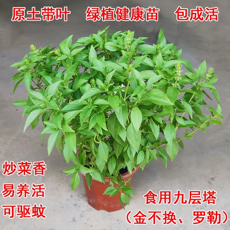 小叶金不换植物图片,农村叫金不换的植物是,金不换植物图片_大山谷图库