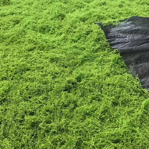 仿真苔藓草坪仿真羊毛藓丝状苔藓