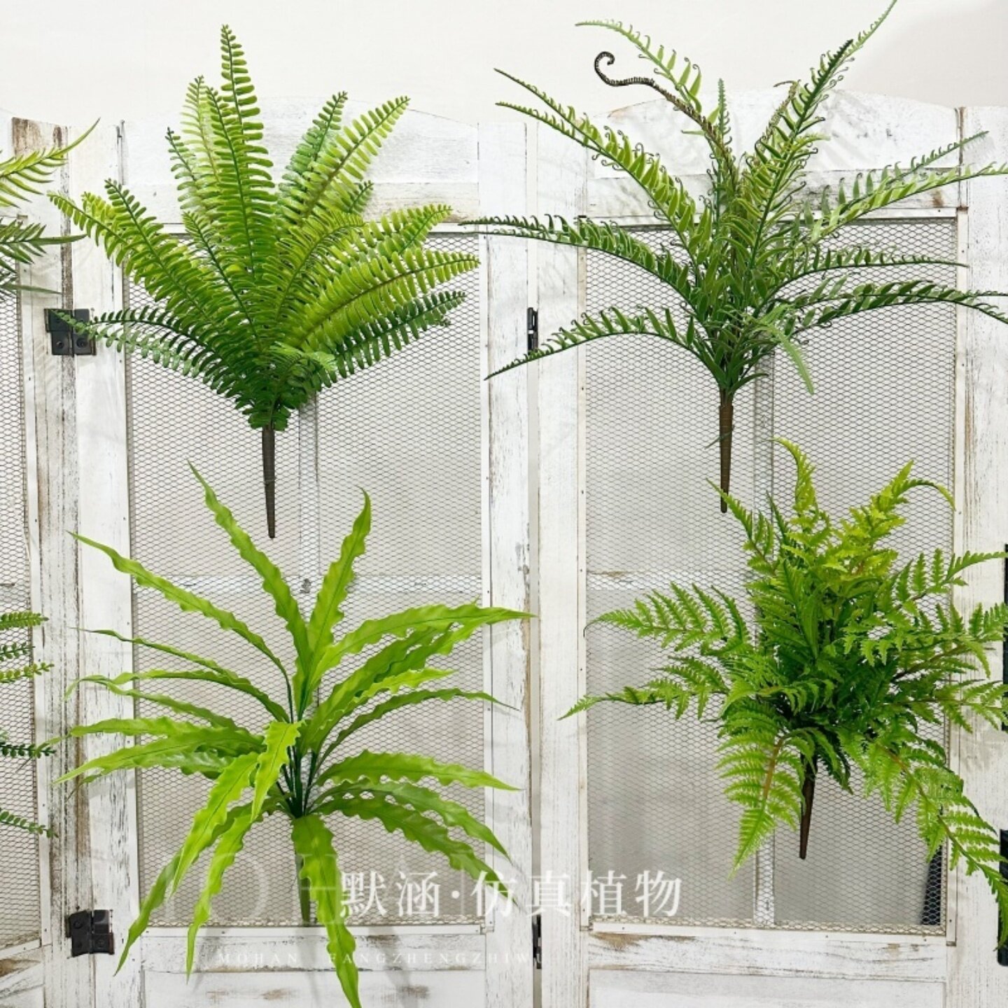 蕨类植物软胶热带绿植图片