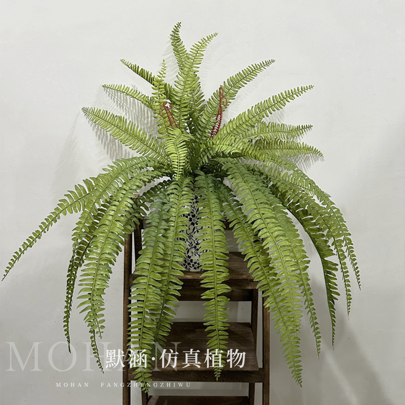 蕨类植物波斯蕨霸王蕨软胶绿植