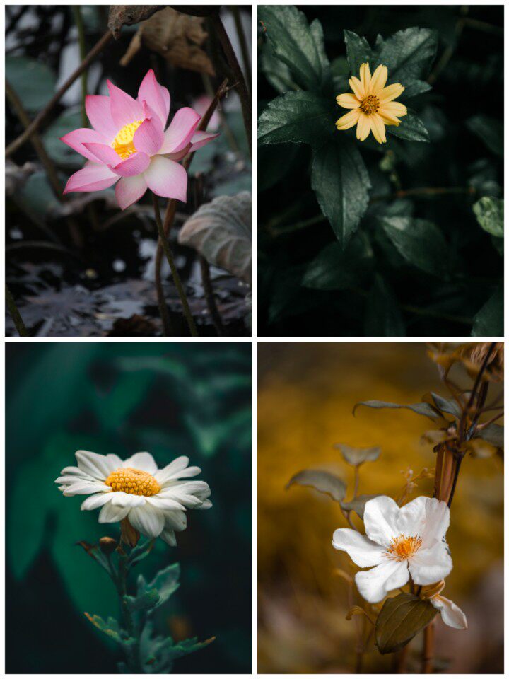 高清自然界植物花卉平面设计练习调色图片素材摄影作品原片图集
