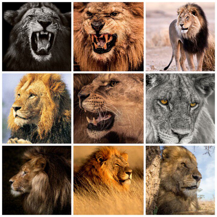 高清野生动物生物非洲草原凶猛狮子雄狮母狮幼狮美工设计图片素材