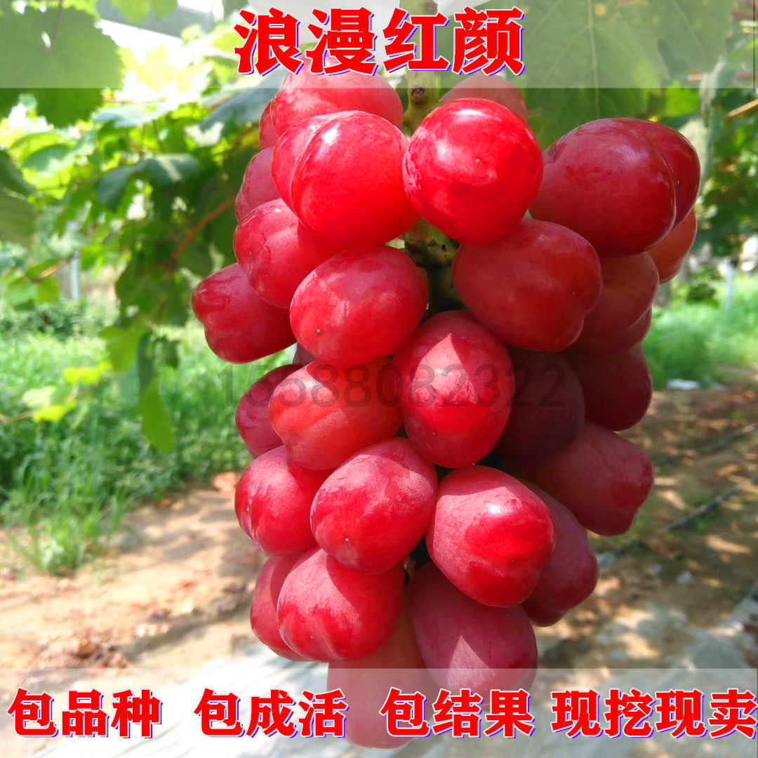 网友分享在meiguo.com的图片